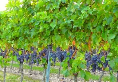 Vigne portant des grappes