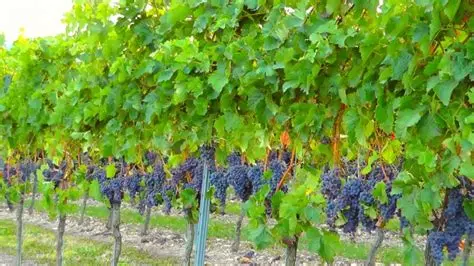 Vigne portant des grappes